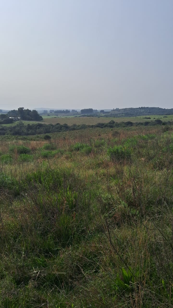 Cerrito do Ouro, São Sepé2448