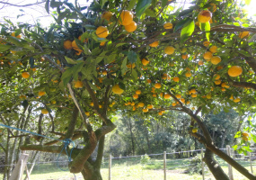 Passo dos Leites, Vila Nova do Sul2456